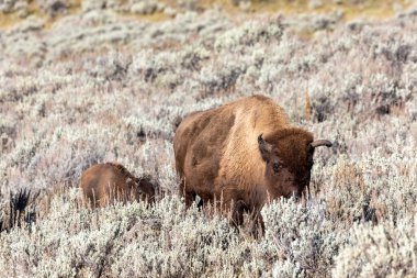 Yellowstone Ulusal Parkı 'ndaki Lamar Vadisi' nde bebekle otlayan Bizon.