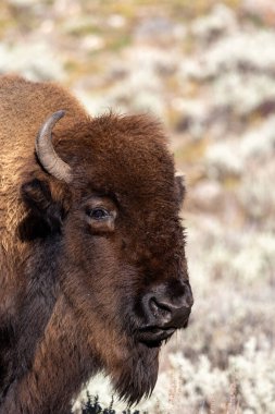 Yellowstone Ulusal Parkı 'nda bir bizonun portresi