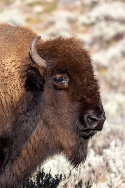 Yellowstone Ulusal Parkı 'nda bir bizonun portresi