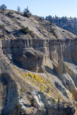 Yellowstone Milli Parkı 'ndaki bayır boyunca sarı çiçekler.