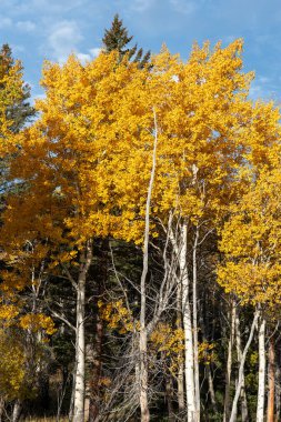 Yellowstone Ulusal Parkı 'nda parlak sarı kalçalar