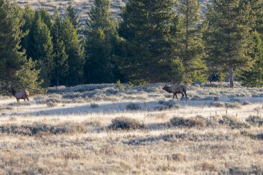 Erkek geyik haremini Yellowstone Ulusal Parkı 'nda yönetiyor.