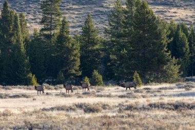 Erkek geyik haremini Yellowstone Ulusal Parkı 'ndaki bir tarlaya götürüyor.