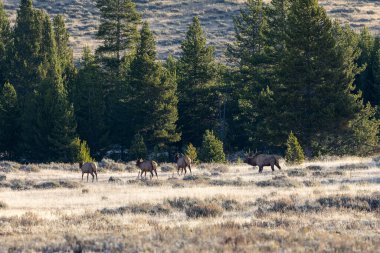 Erkek geyik haremini Yellowstone Ulusal Parkı 'ndaki bir tarlaya götürüyor.