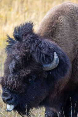 Yellowstone Ulusal Parkı 'nda bizon kapatılıyor.
