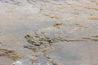 Mammoth Kaplıcalarında jeotermal oluşumlar