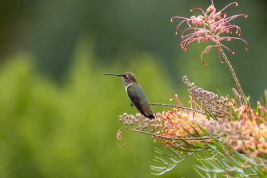 Anna 'nın sinekkuşunun yakın görüntüsü