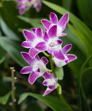 Orkide çiçeklerini kapat.