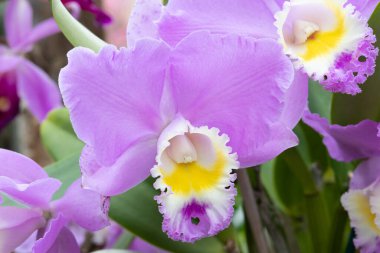 Orkide çiçeklerini kapat.