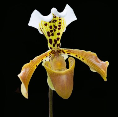 Orkide çiçeklerini kapat.