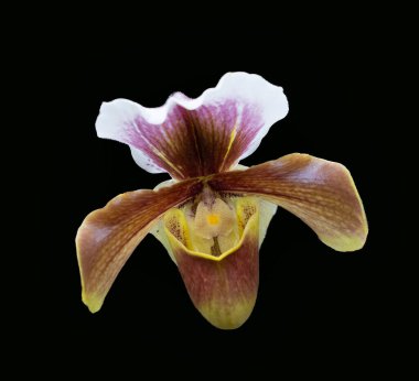 Orkide çiçeklerini kapat.