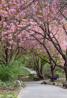 Çiçek açmış kiraz ağaçlarının altında park yolu