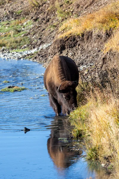 Bizon Yellowstone Ulusal Parkı 'ndaki bir derede otluyor.