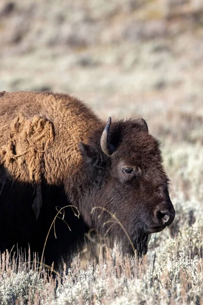 Yellowstone Ulusal Parkı 'nda bir bizonun portresi