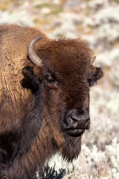 Yellowstone Ulusal Parkı 'nda bir bizonun portresi