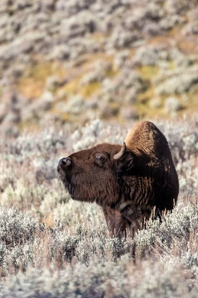 Yellowstone Ulusal Parkı 'nda bir bizonun portresi