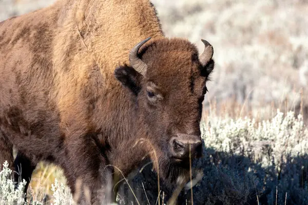Yellowstone Ulusal Parkı 'nda bir bizonun portresi