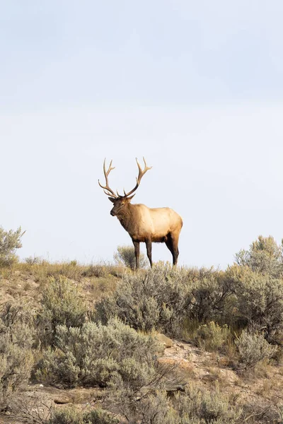 Yellowstone Ulusal Parkı 'ndaki çiftleşme mevsiminde bir sırtın tepesindeki erkek geyik.