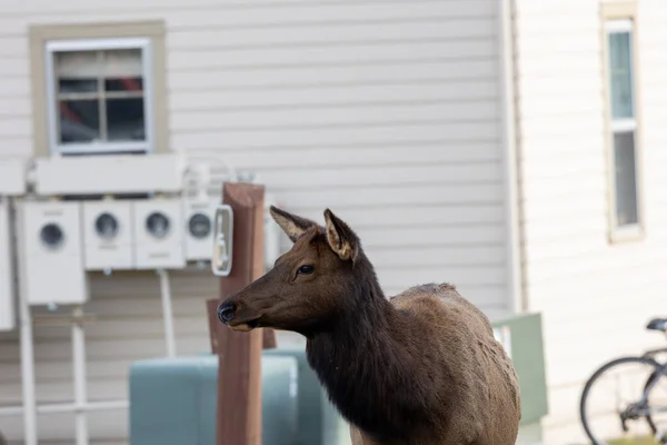 Yellowstone Ulusal Parkı 'ndaki Mamut Kaplıcalarında dişi geyik