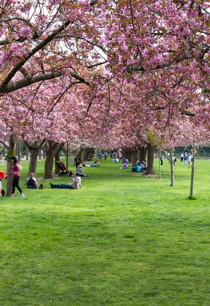 Brooklyn, New York - 15 Nisan 2022: Parktaki kiraz ağaçları