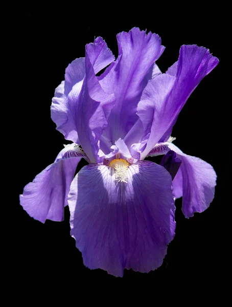 Purple Iris Blossom Black Background — Stock Photo, Image