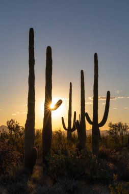 Günbatımı merceği saguaro kaktüsünün kolunda parlıyor.