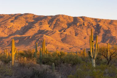 Gün batımında Saguaro kaktüsü ve çöl manzarası