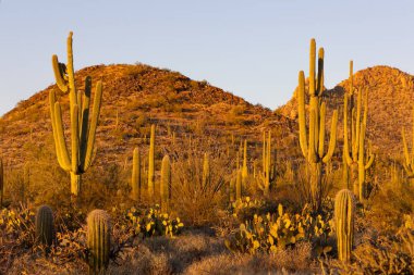 Gün batımında Saguaro kaktüsü ve çöl manzarası
