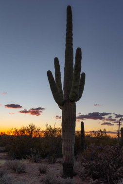 Saguaro kaktüsü gün batımından hemen sonra siluetlendi.