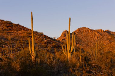 Gün batımı ışığıyla güçlü saguaro kaktüsü
