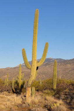 Uzun saguaro kaktüsü ve öğleden sonra ışığı.