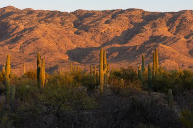 Arizona 'da gün batımında Saguaro kaktüsü
