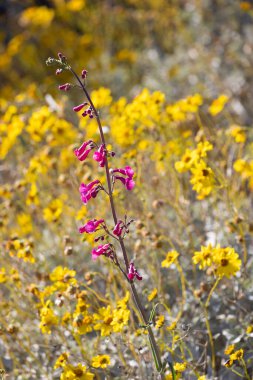 Sarı çiçeklere karşı pembe çiçekler.