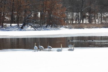 Michigan kırsalında kısmen donmuş bir gölet boyunca su kuşu.