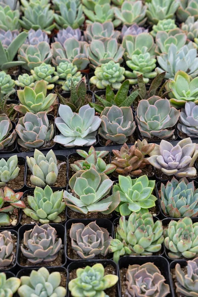 Tray of small succulents