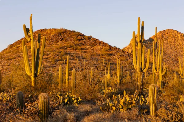 Gün batımında Saguaro kaktüsü ve çöl manzarası