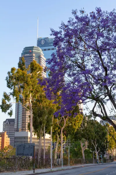 Çiçekli Jacaranda ağacı Los Angeles ufuk çizgisi kadar uzakta.