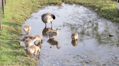 Annesiyle su birikintisinden beslenen bebek kazlar.