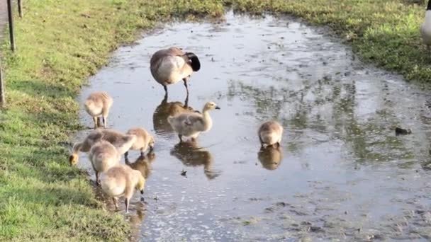 Annesiyle Birikintisinden Beslenen Bebek Kazlar — Stok video