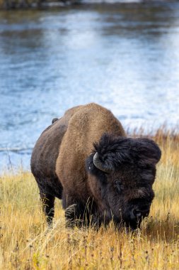 Yellowstone Ulusal Parkı 'nda bir nehrin kenarında otlayan bizon.