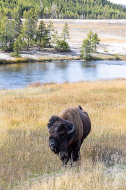 Yellowstone Ulusal Parkı 'nda bir nehrin kenarında otlayan bizon.