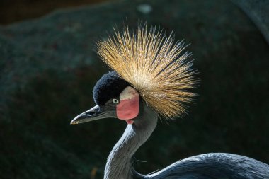 Doğu turna kuşunun yakın görüntüsü