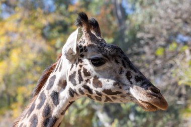 Bir zürafanın portresi
