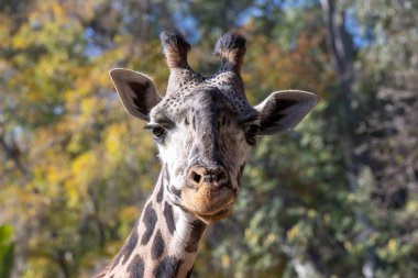 Bir zürafanın portresi