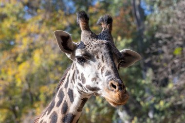 Bir zürafanın portresi