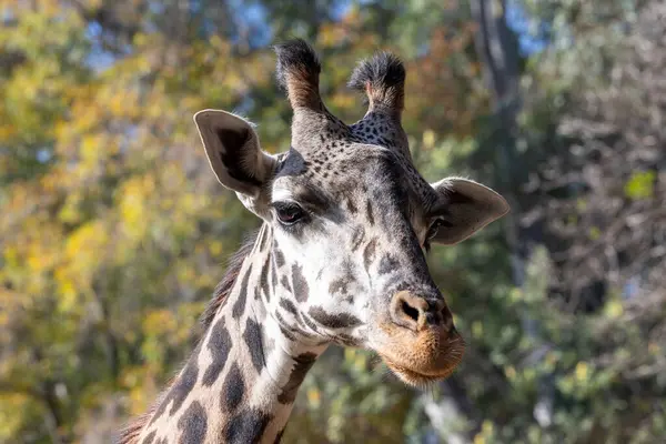 Bir zürafanın portresi