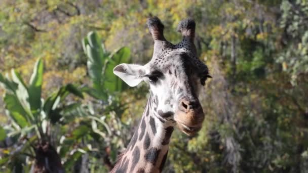 Gros Plan Une Tête Girafe — Video