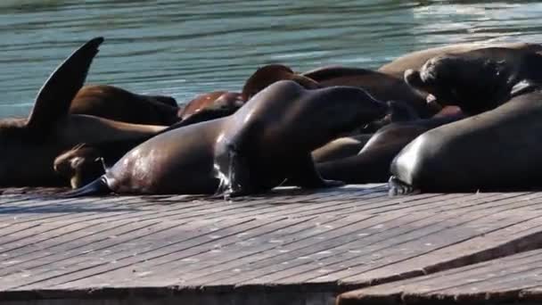Californische Zeeleeuwen Bij Fisherman Wharf San Francisco — Stockvideo