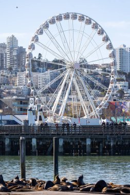 San Francisco, CA - 4 Ocak 2024: Kaliforniya Sean aslanları