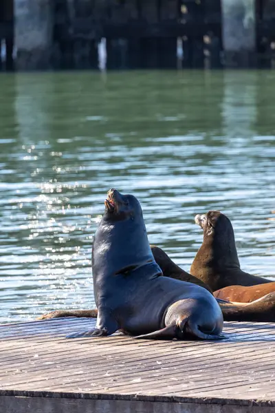 stock image California sea lions lounging in the sun off Fisherman's Wharf in San Francisco